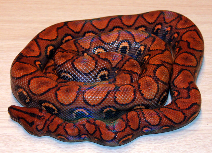 Columbian Rainbow Boa For Sale - thanktradla-mp3